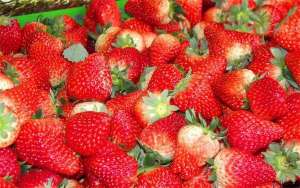 草莓种植蛇眼病的防治