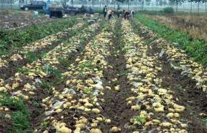 土豆种植技术之春土豆种植