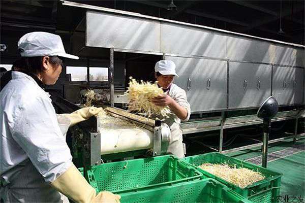 豆芽生产技术