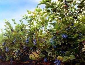 蓝莓病虫害的防治方法