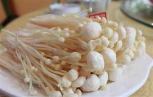 白金针菇如何栽培？