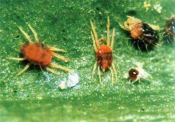 种植绿豆怎么防治红蜘蛛？