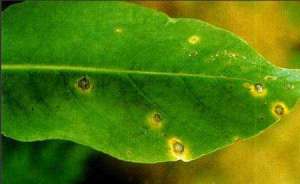 板蓝根种植：板蓝根病虫害如何防治？