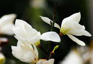 白玉兰花语是什么？