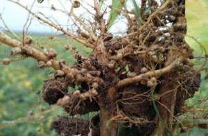 大豆种子怎样接种根瘤菌？