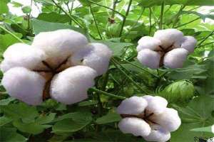 棉花无土栽培技术
