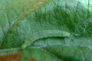 种李子树怎样防治苹小卷叶蛾？