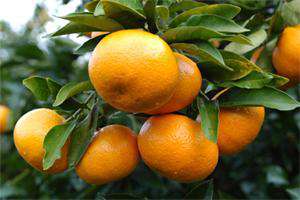 柑橘类水果富含30余种营养