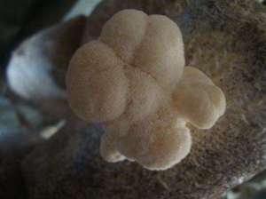 室内怎么种植猴头菇？