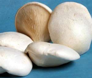 白灵菇的种植方法哪里有？