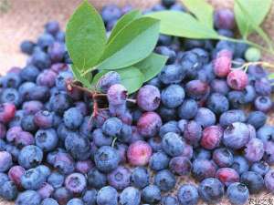 蓝莓常见病害防治