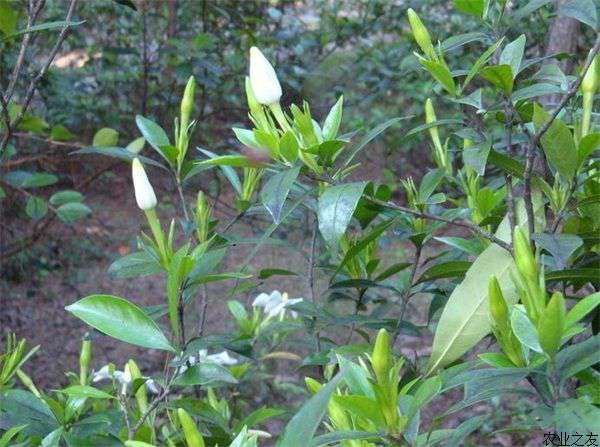 栀子花害虫柿绵蚧和小灰蝶的防治