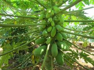 木瓜种植技术：宣木瓜怎么种植及管理？