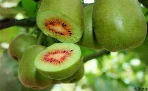 红心猕猴桃种植技术及红心猕猴桃的种植条件