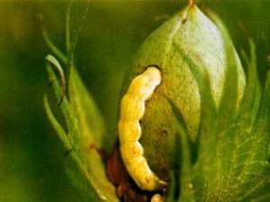 种植棉花怎么防治害虫？