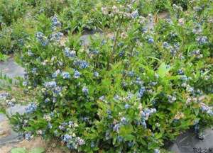 吉林东丰加大力度发展有机蓝莓种植