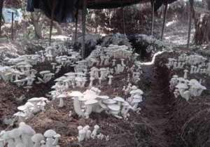 高温蘑菇如何种植好？