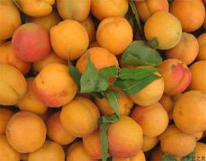 银杏的繁殖与栽植管理