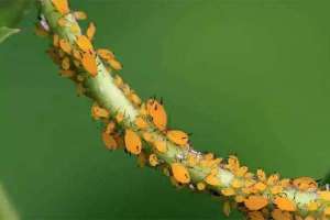 蚜虫、红蜘蛛、介壳虫，月季三大害虫的防治方法