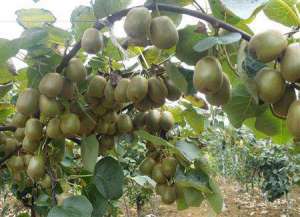 猕猴桃种植技术：怎么种植猕猴桃能高产？