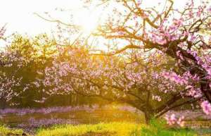 春季栽植桃树的新方法