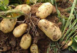 土豆增产的几点要领