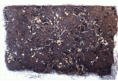 豆芽土壤