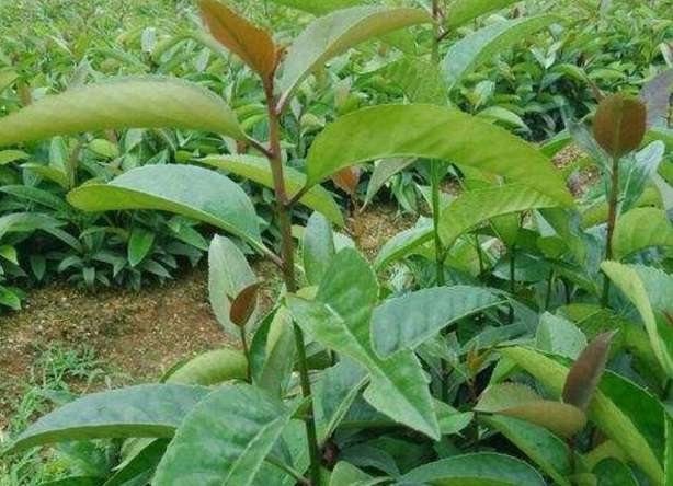 苦丁茶的种植技术方法