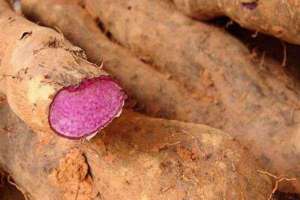 红紫山药丰产种植技术