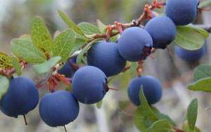 温度对蓝莓生长有什么影响？