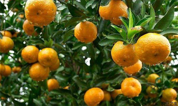 雨水天气防治橘子裂果