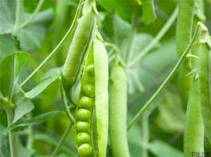 豌豆种植之潜叶蝇的防治方法