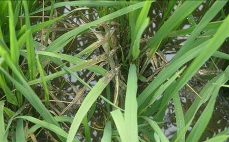 水稻病虫害防治