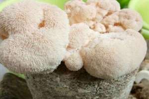 猴头菇多少钱一斤 种植猴头菇的利润高吗