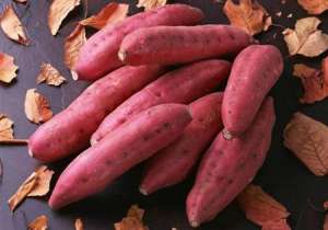 红薯种植：秋季种植红薯要注意什么？