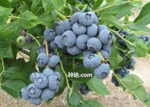 蓝莓种植对土壤有什么要求？
