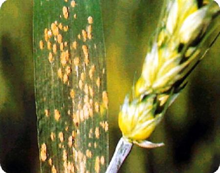 如何防治小麦病虫害