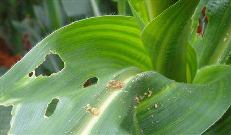 赤眼蜂怎么防治玉米病虫害？