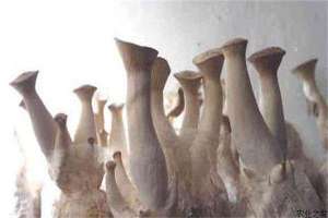 杏鲍菇种植的菇体形态