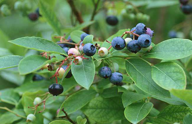 蓝莓的扦插繁殖方法