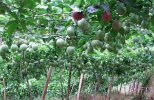 百香果种植的栽培管理
