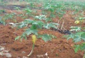 木瓜栽培施肥技术