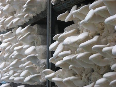 怎么种出高品质白灵菇？