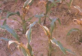 夏季种植玉米怎么能防止烧苗？