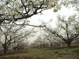 梨树种植春季应如何管理？