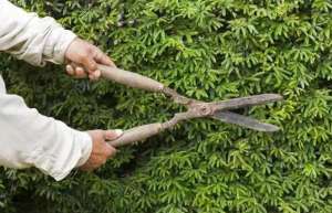 夏季，灌木如何修剪整形你都知道吗？