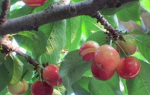 樱桃树怎样预防裂果发生？