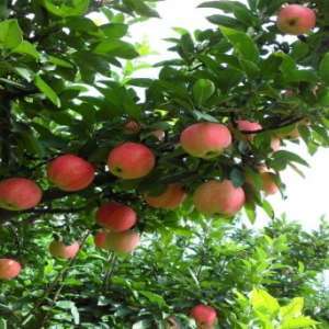 苹果树腐烂病原因和防治方法有哪些？
