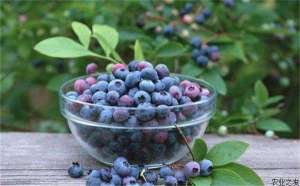 蓝莓根癌病的防治方法