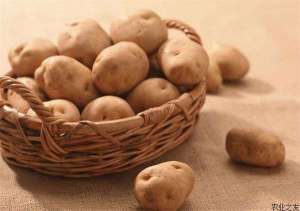 土豆从种植后到收获应如何浇水？
